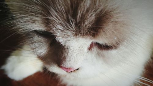 Close-up of dog sleeping