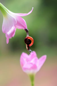 Close-up of insect on pink flower