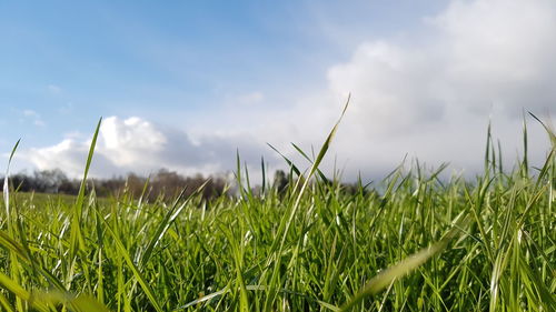 Plants growing in field against sky