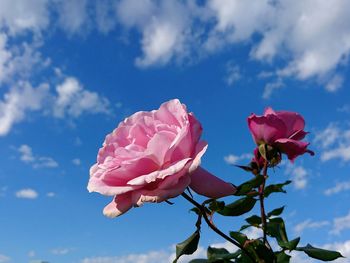 Low angle view of pink flowers against sky