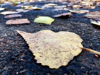 High angle view of leaf on ground