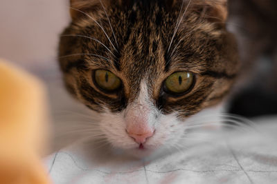 Close-up portrait of cat