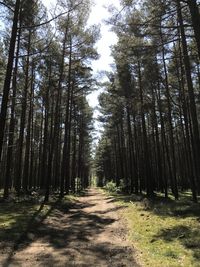 Walkway amidst trees in forest