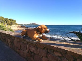 Dog by sea against clear blue sky