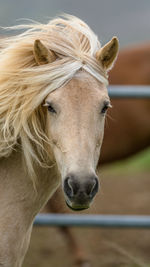 Long flowing blonde mane in the icelandic summer breeze