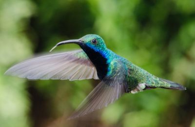 Close-up of bird flying