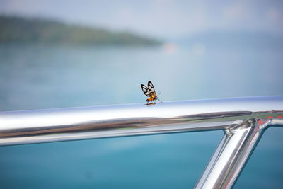 Close-up of butterfly on railing