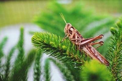 Close-up of insect on pine cone