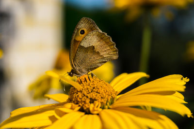 Close-up of butterfly pollinating on yellow flower