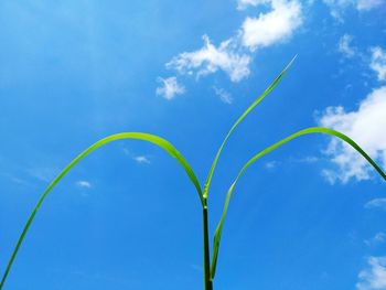 Low angle view of plant against blue sky