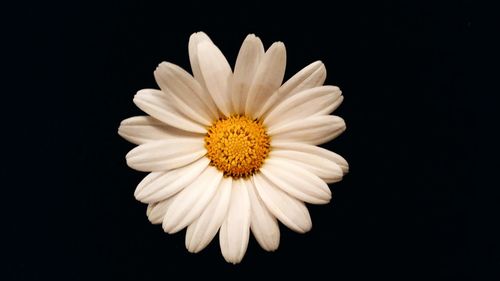 Close-up of white daisy flower