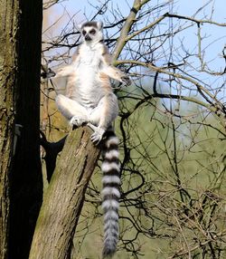 Low angle view of a tree