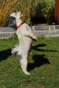 Scenic view of a long dog moving up