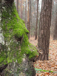 Pine trees in forest