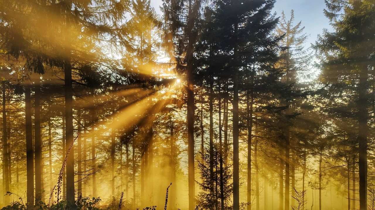 LOW ANGLE VIEW OF SUNLIGHT STREAMING THROUGH TREES IN FOREST