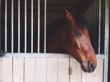 Horse in a stable