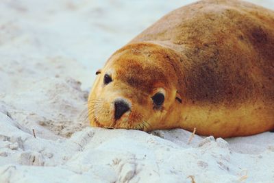 Close-up of seal lying on sand at kangaroo island