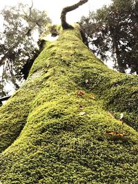 Low angle view of tree