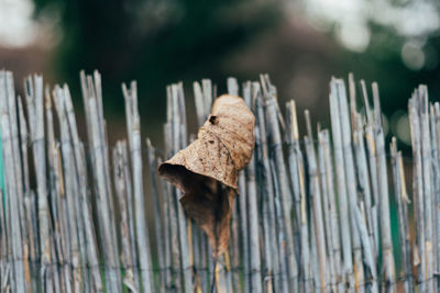 Close-up of dried leaf against wooden fence