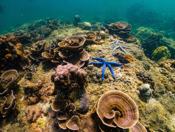 View of turtle in sea