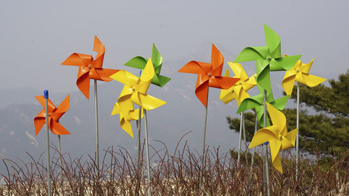 Pinwheel toys amidst plants against clear sky
