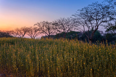 Scenic view of field against sky at sunset
