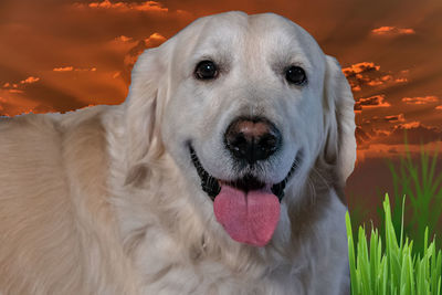 Close-up portrait of dog on field