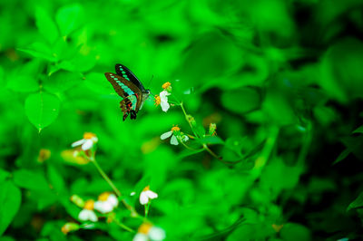 Close-up of butterfly pollinating on flower