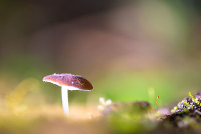 Close-up of mushroom growing on field