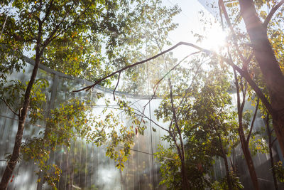 Low angle view of trees in forest