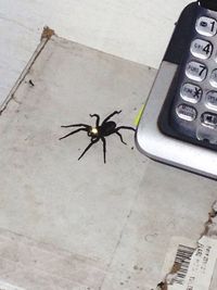 High angle view of insect on leaf