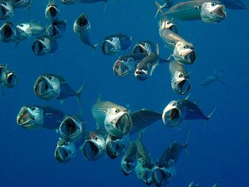 Close-up of fish swimming in sea