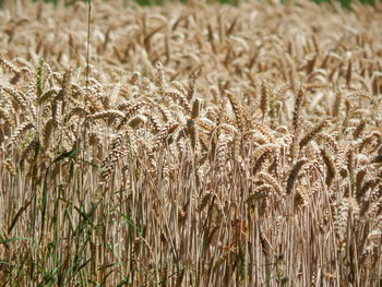 Full frame shot of wheat field