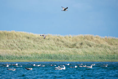 Seagulls flying over the sea