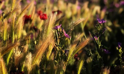 Close-up of fresh purple flower in field