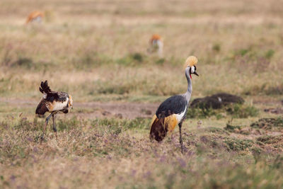 Grey-crowned crane on field