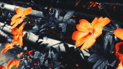 Close-up of orange day lily blooming outdoors