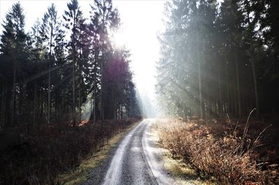 Road amidst trees in forest