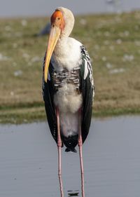 Close-up of bird perching on a lake