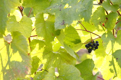 Close-up of grapes growing on plant