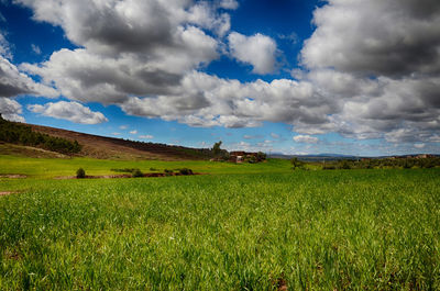 Scenic view of agricultural field against sky