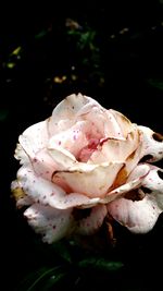 Close-up of pink flower at night