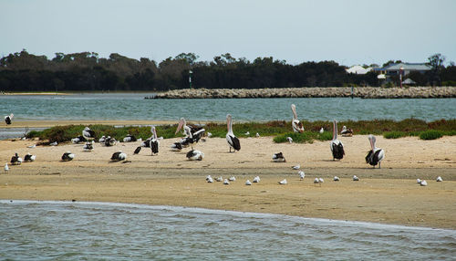 Flock of birds on beach