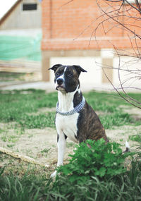 Portrait of a dog on field