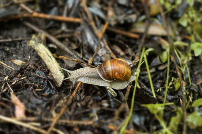 Close-up of snail outdoors