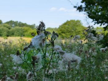 Plants on a field