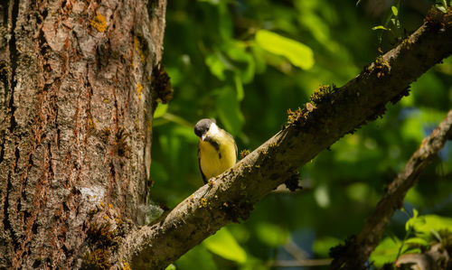 Close-up of bird perching on tree