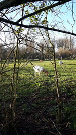 View of bird on field