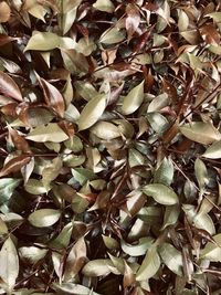 Full frame shot of dry leaves on field