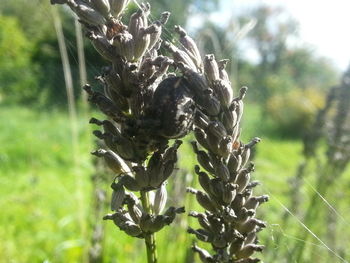 Close-up of grass